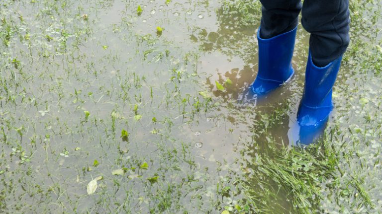 standing water in a yard