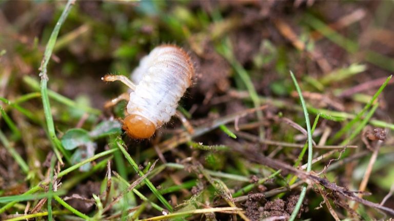 Grub crawling in lawn