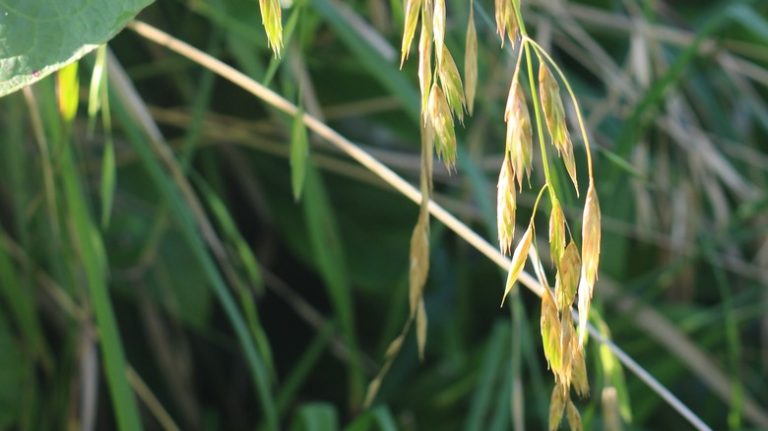 Rescuegrass up close