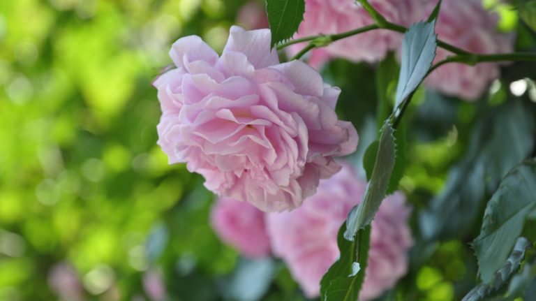 Paul's Himalayan Musk