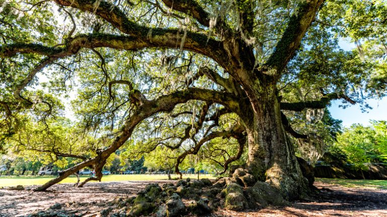 large tree