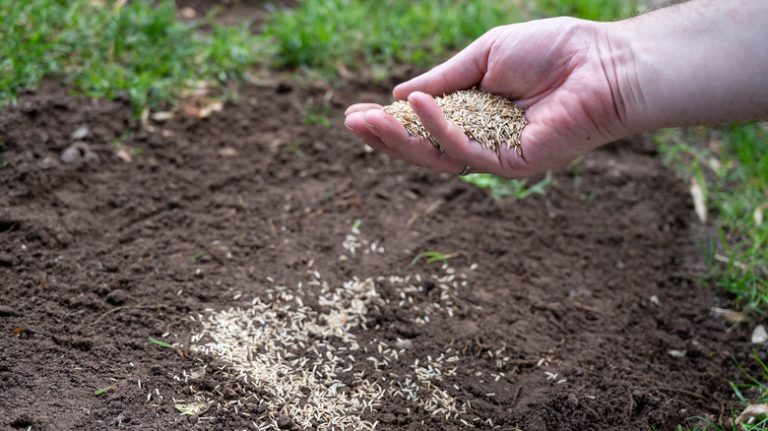 spreading grass seed by hand