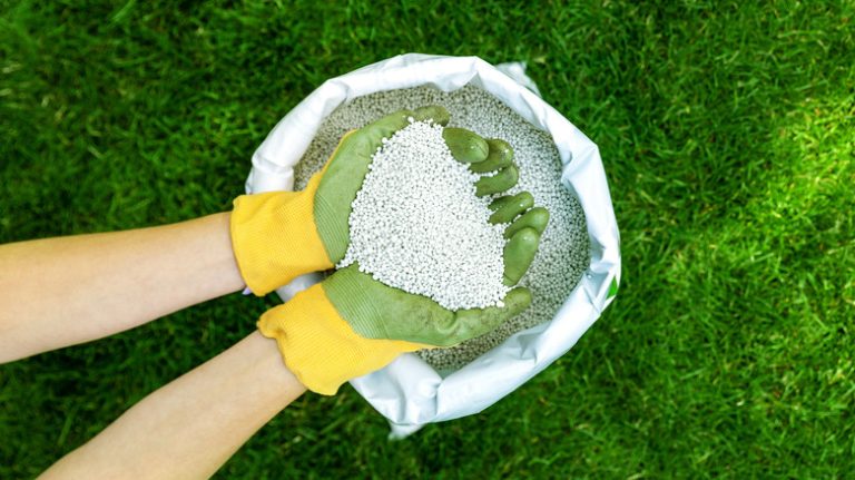 Person holding granular fertilizer