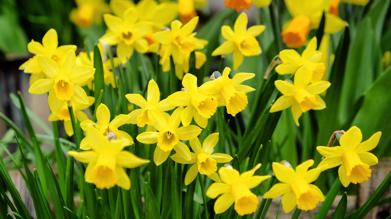 Daffodil garden