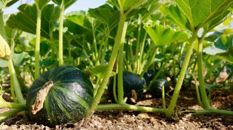 Small green squash in garden