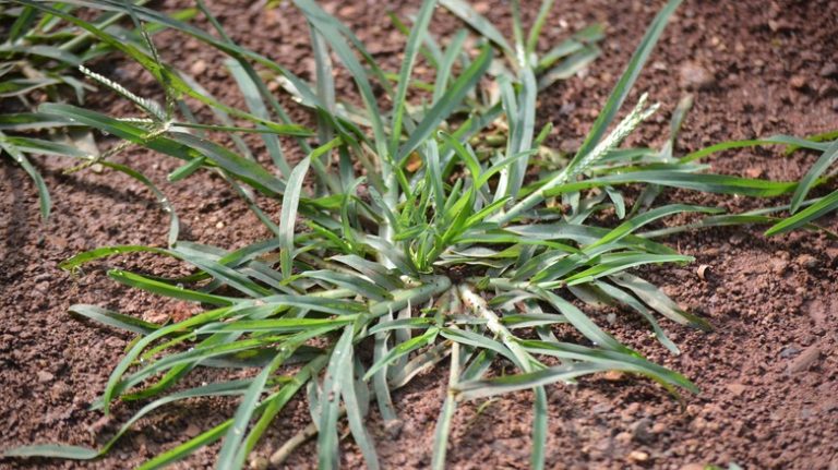 goosegrass