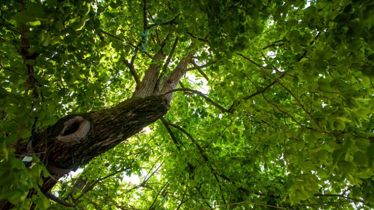 linden tree canopy