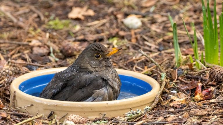 bird in small ground birdbath