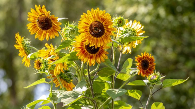 Tall orange and brown sunflowers