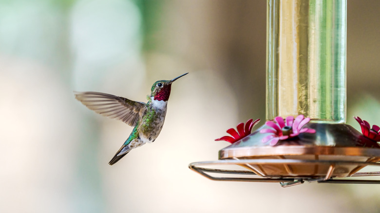 hummingbird approaching feeder