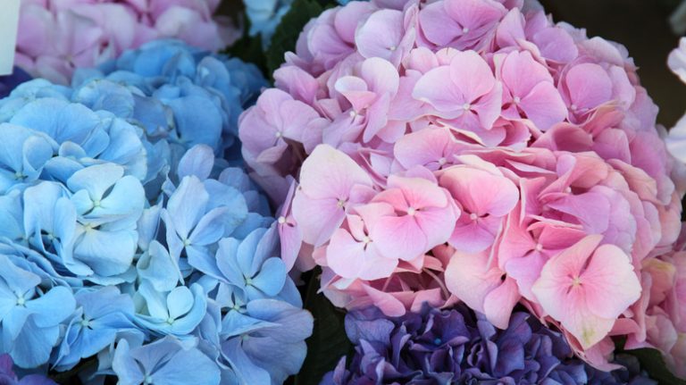 blue and pink hydrangeas