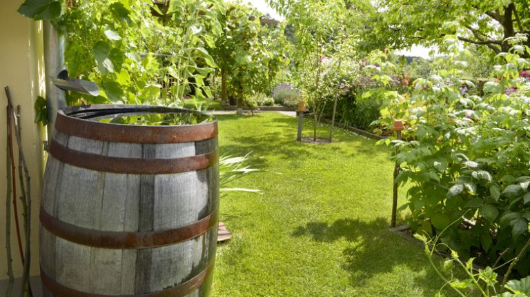 Collecting rainwater in barrel