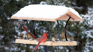 birds on tray feeder