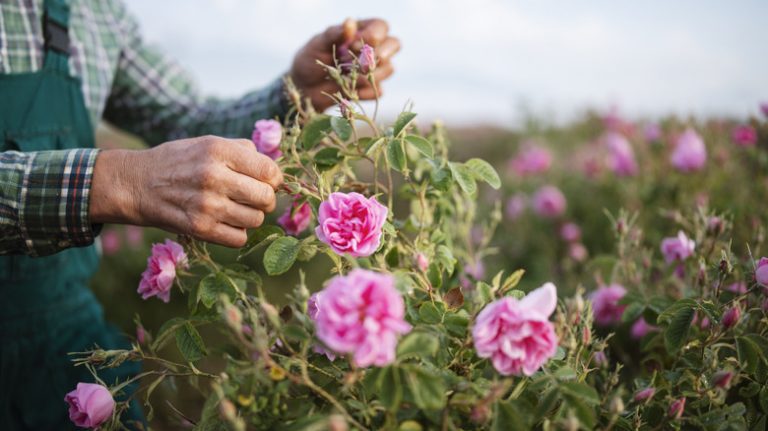 Elder tending to rose bush