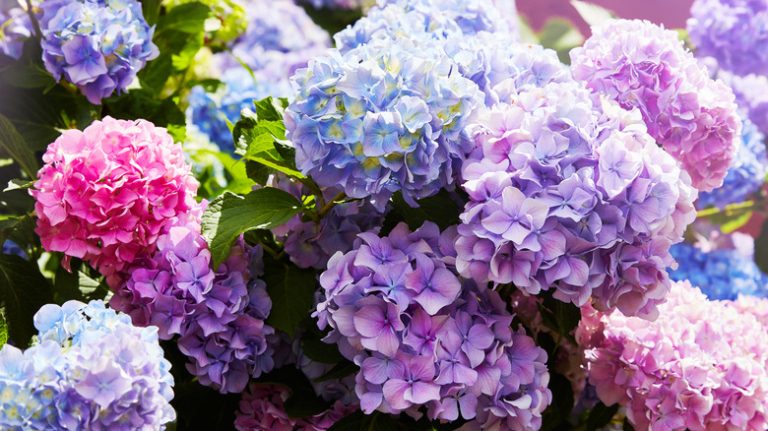 Hydrangeas in garden