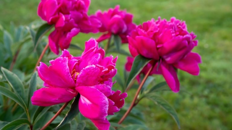 Pink peony