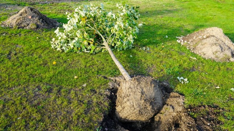 Young tree in a hole