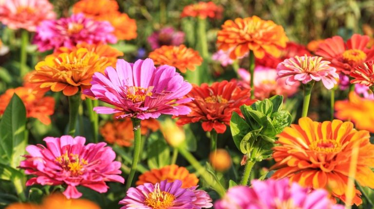 mixed zinnias