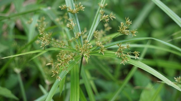 nustedge seed head green background