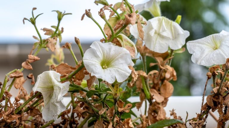 wilted and brown petunias