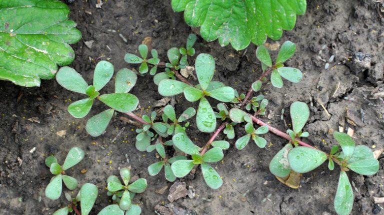 purslane plant up-close