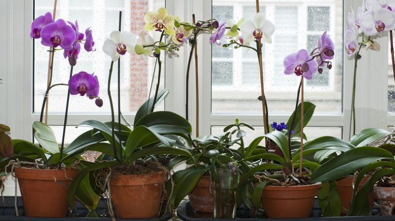 Potted orchids on windowsill