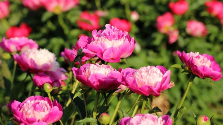 Pink peonies flowering