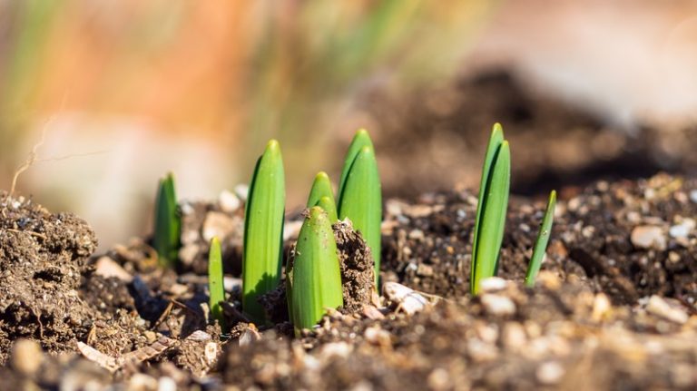 daffodil shoots in garden