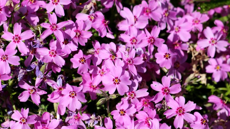 Pink creeping phlox in garden