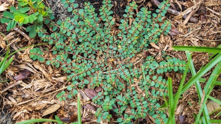 spotted spurge