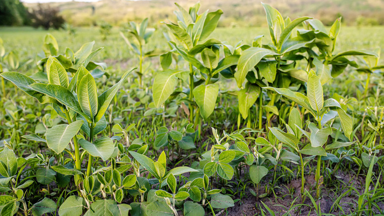 The Most Effective Method To Prevent Lambsquarters Weeds - Global Ideas