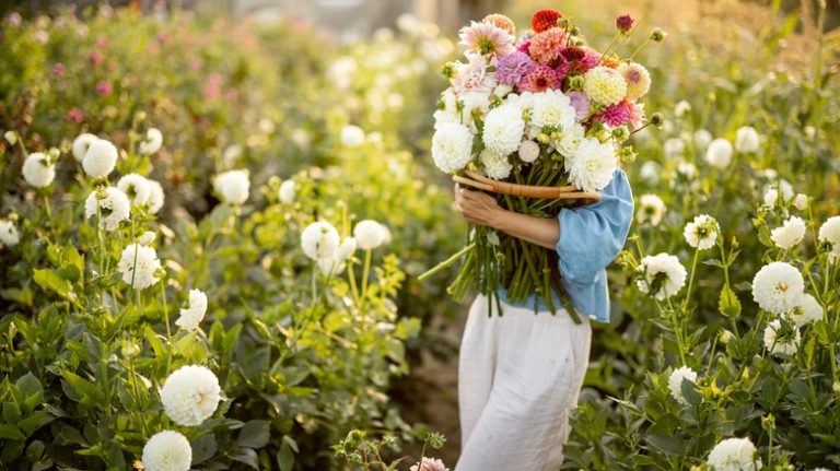 Gethering dahlias in a field