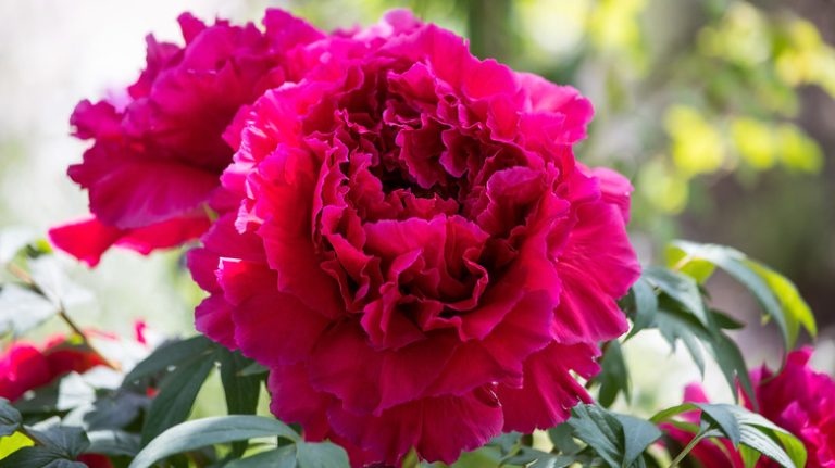 Watering can, peonies in basket