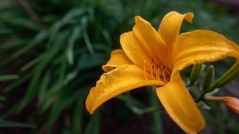 Daylily plant