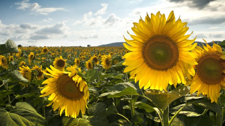 Sunflower field