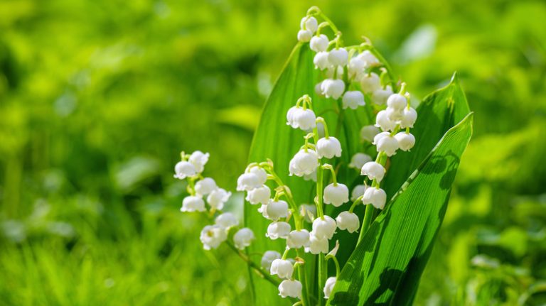 lily of the valley plant