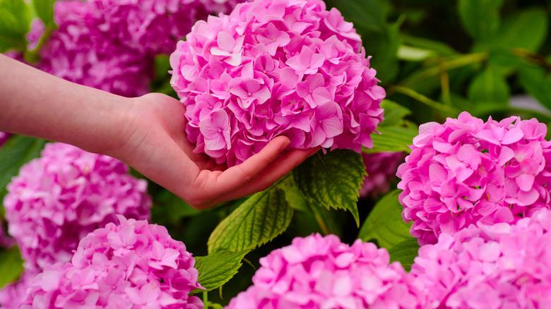 person holding pink hydrangeas