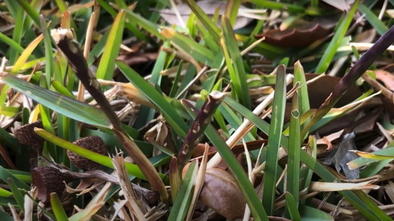 Green grass turning purple