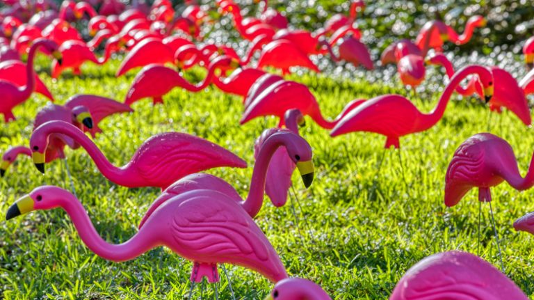 plastic flamingos in yard