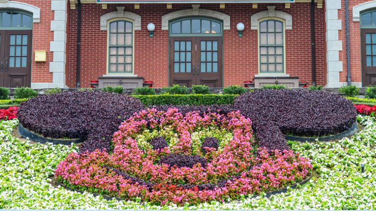 Disneyland's flower depiction of Mickey Mouse