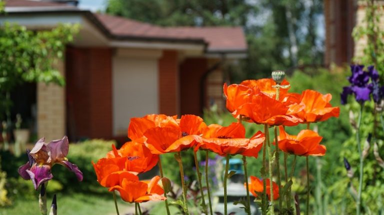 red poppies in garden