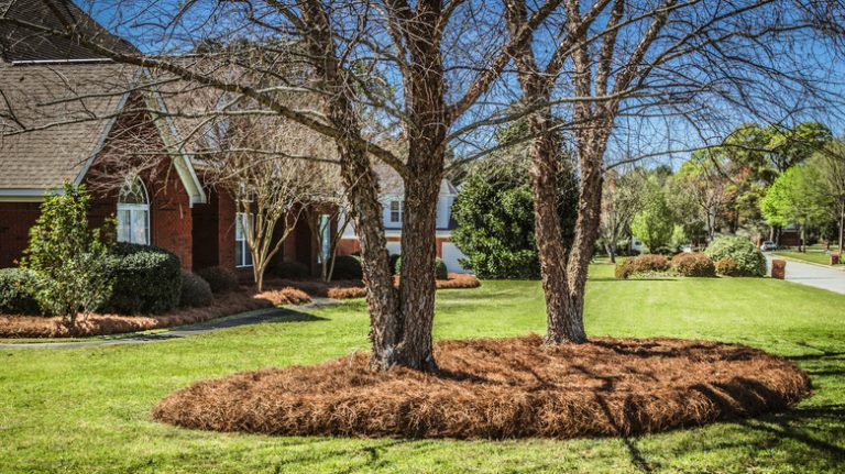 using pine straw as mulch