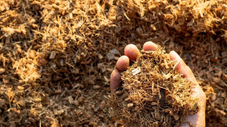 Hand sifting through coconut coir