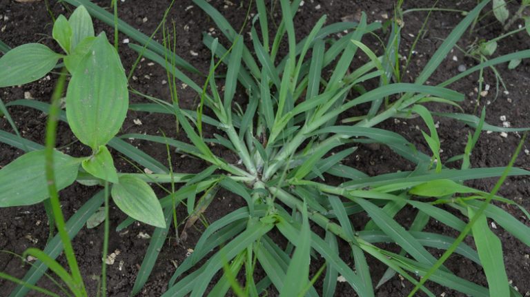 crabgrass plant