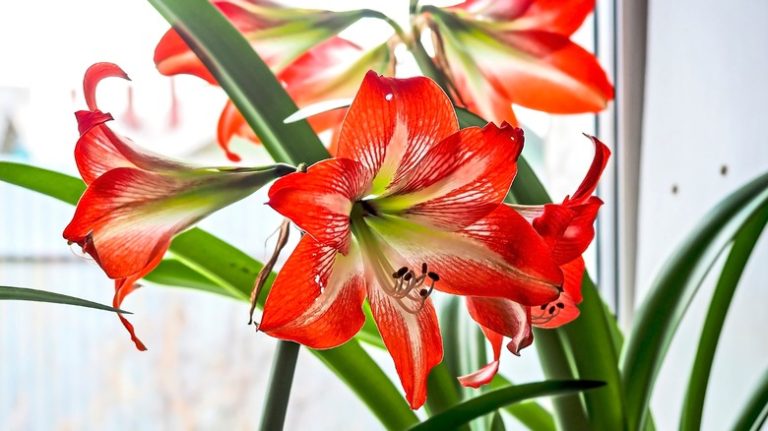 red amaryllis blooming indoors