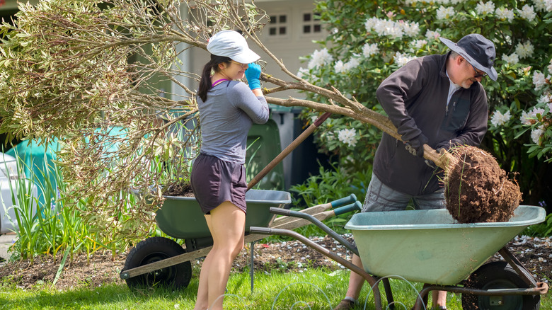 two people moving tree