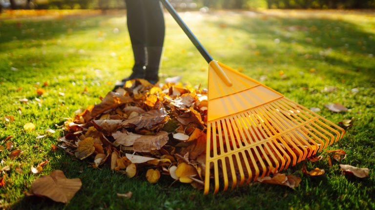 Person raking leaves