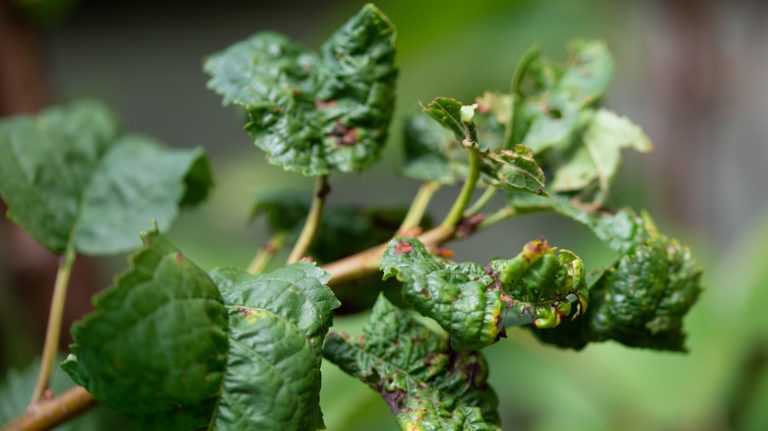 leaf damage caused by insects