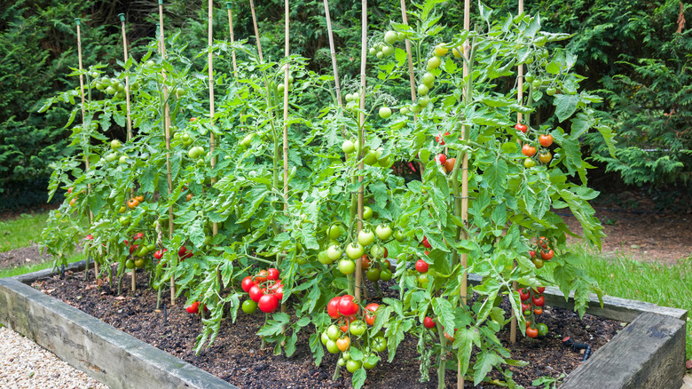 Growing tomato plants in garden