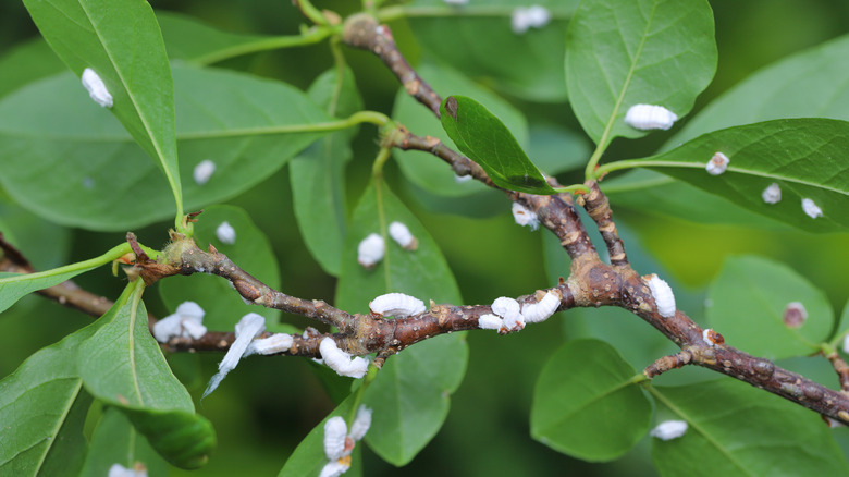 white mealybugs on plant